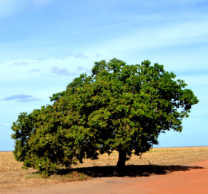 Impactos do Agronegócio no Matopiba